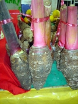 TARO